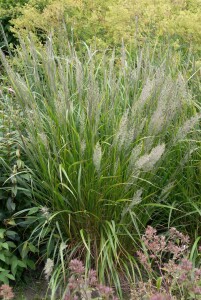 Calamagrostis brachytricha 9 cm Topf - Größe nach Saison