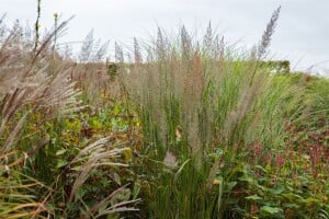 Calamagrostis brachytricha 9 cm Topf - Größe nach Saison