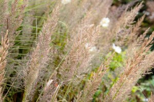 Calamagrostis brachytricha 9 cm Topf - Größe nach Saison