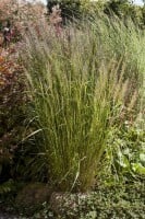 Calamagrostis brachytricha 9 cm Topf - Größe nach Saison