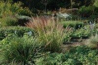 Calamagrostis brachytricha 9 cm Topf - Größe nach Saison