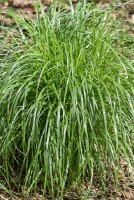 Calamagrostis brachytricha 9 cm Topf - Größe nach Saison