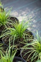 Calamagrostis brachytricha 9 cm Topf - Größe nach Saison