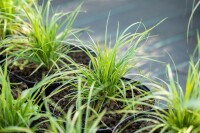 Calamagrostis brachytricha 9 cm Topf - Größe nach Saison