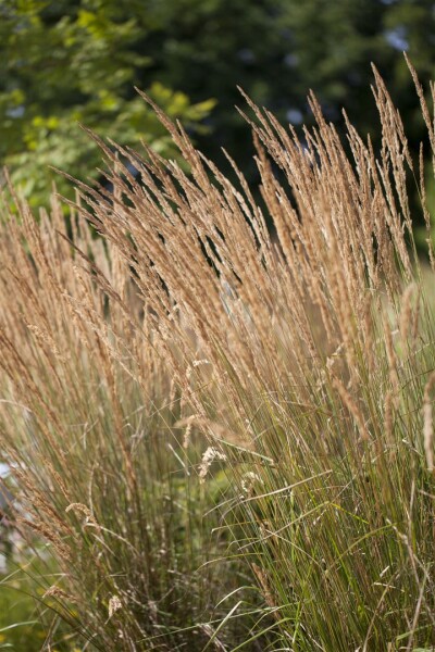 Calamagrostis x acutiflora Avalanche 9 cm Topf - Größe nach Saison