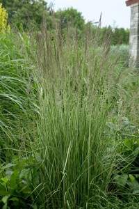 Calamagrostis x acutiflora Avalanche 9 cm Topf - Größe nach Saison