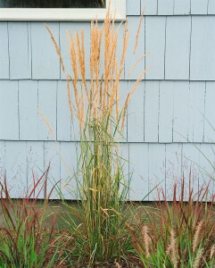 Calamagrostis x acutiflora Avalanche 9 cm Topf - Größe nach Saison