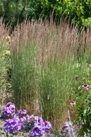 Calamagrostis x acutiflora Avalanche 9 cm Topf - Größe nach Saison