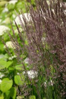 Calamagrostis x acutiflora Avalanche 9 cm Topf - Größe nach Saison