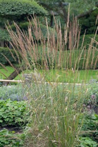 Calamagrostis x acutiflora Karl Foerster 9 cm Topf - Größe nach Saison