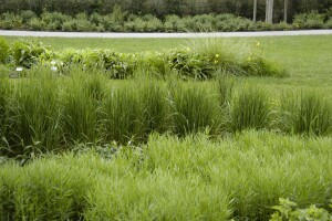 Calamagrostis x acutiflora Karl Foerster 9 cm Topf - Größe nach Saison