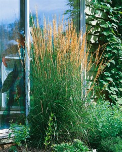 Calamagrostis x acutiflora Karl Foerster 9 cm Topf - Größe nach Saison