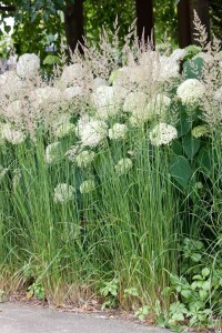 Calamagrostis x acutiflora Karl Foerster 9 cm Topf - Größe nach Saison