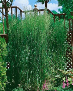 Calamagrostis x acutiflora Karl Foerster 9 cm Topf - Größe nach Saison