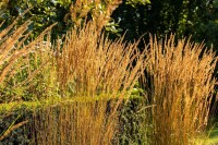 Calamagrostis x acutiflora Karl Foerster 9 cm Topf - Größe nach Saison