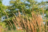 Calamagrostis x acutiflora Karl Foerster 9 cm Topf - Größe nach Saison