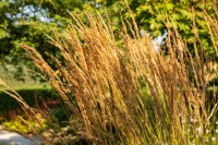 Calamagrostis x acutiflora Karl Foerster 9 cm Topf - Größe nach Saison