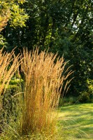 Calamagrostis x acutiflora Karl Foerster 9 cm Topf - Größe nach Saison