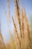 Calamagrostis x acutiflora Karl Foerster 9 cm Topf - Größe nach Saison