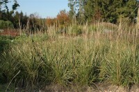 Calamagrostis x acutiflora Karl Foerster 9 cm Topf - Größe nach Saison