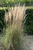 Calamagrostis x acutiflora Karl Foerster 9 cm Topf - Größe nach Saison