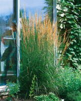 Calamagrostis x acutiflora Karl Foerster 9 cm Topf - Größe nach Saison