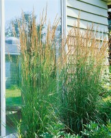 Calamagrostis x acutiflora Karl Foerster 9 cm Topf - Größe nach Saison