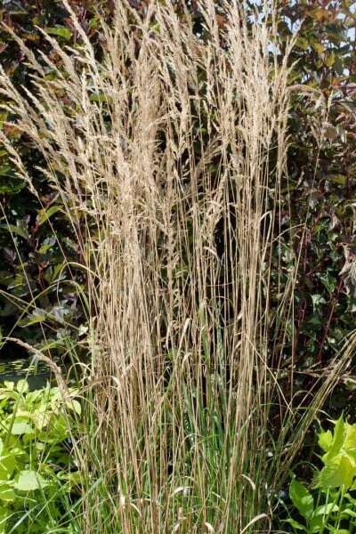 Calamagrostis x acutiflora Overdam 9 cm Topf - Größe nach Saison