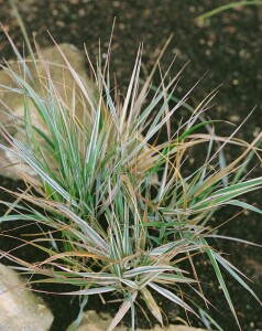 Calamagrostis x acutiflora Overdam 9 cm Topf - Größe nach Saison