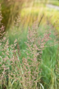 Calamagrostis x acutiflora Overdam 9 cm Topf - Größe nach Saison