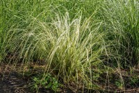 Calamagrostis x acutiflora Overdam 9 cm Topf - Größe nach Saison