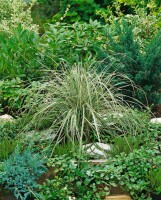 Calamagrostis x acutiflora Overdam 9 cm Topf - Größe nach Saison