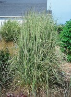 Calamagrostis x acutiflora Overdam 9 cm Topf - Größe nach Saison