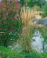 Calamagrostis x acutiflora Overdam 9 cm Topf - Größe nach Saison