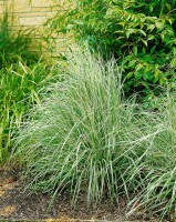 Calamagrostis x acutiflora Overdam 9 cm Topf - Größe nach Saison