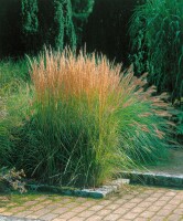 Calamagrostis x acutiflora Overdam 9 cm Topf - Größe nach Saison