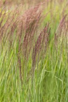 Calamagrostis x acutiflora Overdam 9 cm Topf - Größe nach Saison