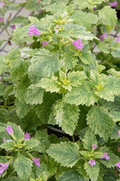 Calamintha grandiflora 9 cm Topf - Größe nach Saison