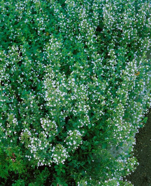 Calamintha nepeta Blue Cloud 9 cm Topf - Größe nach Saison