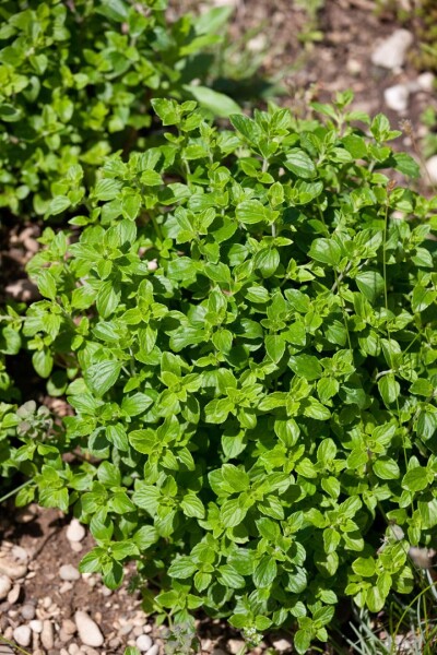 Calamintha nepeta Triumphator 9 cm Topf - Größe nach Saison