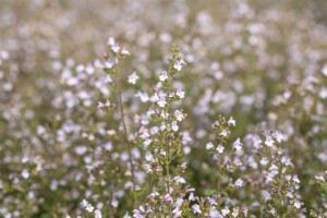 Calamintha nepeta Triumphator 9 cm Topf - Größe nach Saison