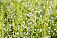 Calamintha nepeta Triumphator 9 cm Topf - Größe nach Saison