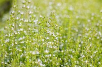 Calamintha nepeta Triumphator 9 cm Topf - Größe nach Saison