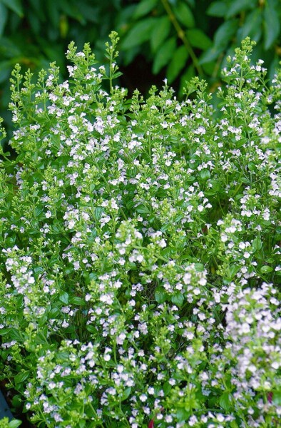 Calamintha nepeta Weißer Riese 9 cm Topf - Größe nach Saison