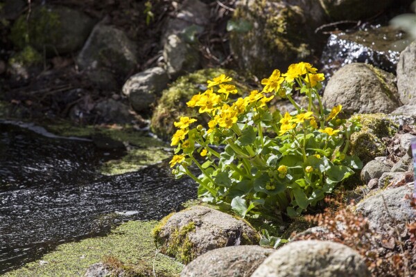 Caltha palustris 9 cm Topf - Größe nach Saison