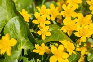 Caltha palustris 9 cm Topf - Größe nach Saison