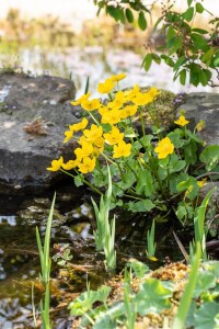 Caltha palustris 9 cm Topf - Größe nach Saison