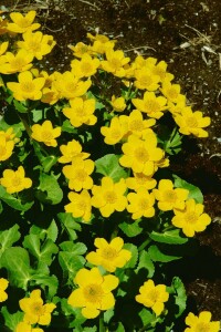 Caltha palustris 9 cm Topf - Größe nach Saison