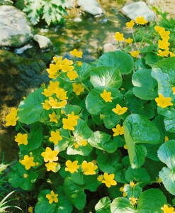 Caltha palustris 9 cm Topf - Größe nach Saison