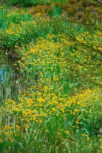 Caltha palustris 9 cm Topf - Größe nach Saison